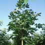 Paardenkastanje (Aesculus hippocastanum)
